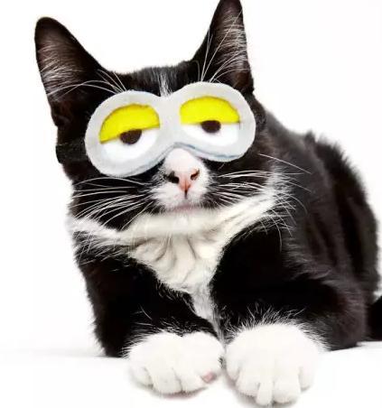 爱卖萌爱搞怪的喵星人拗造型 这些pose简直绝了