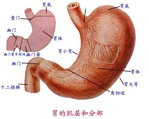 肠胃分布图图片