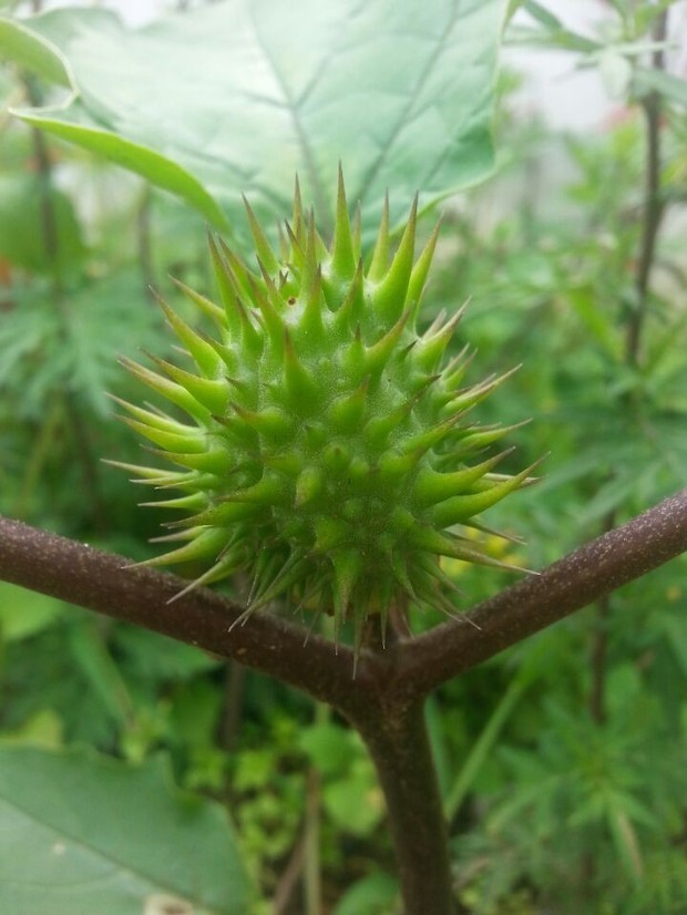 一株小植物中心长了一颗带刺的球是什么?