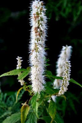 为唇形科香薷属植物香薷,别名,香草头,土薄荷,土藿香,野紫苏《浙江