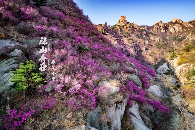 組圖:春來飛紅大珠山 萬畝杜鵑花海奇麗壯觀