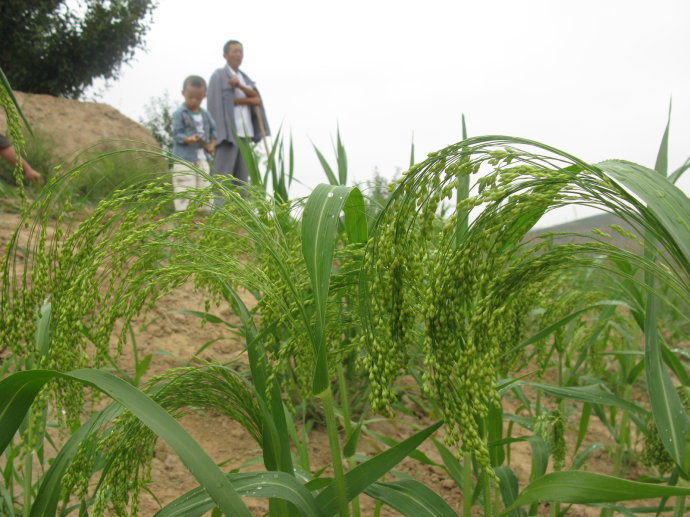 中国最早培植成功原始农作物糜子的地方