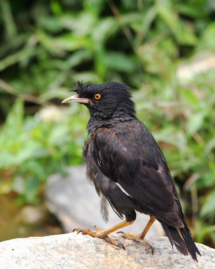 八哥椋鸟科鸟类
