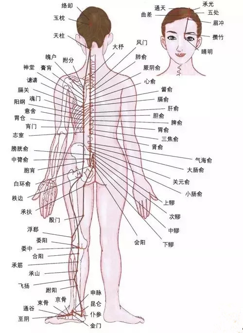 女性膀胱经图片