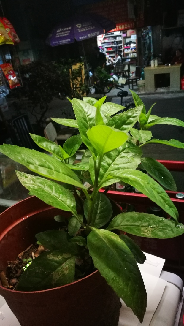 它的叶子是轮叶,叶子边是锯齿的样子.