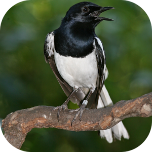 x以上应用简介suara kicau kacer juara adalah aplikasi android