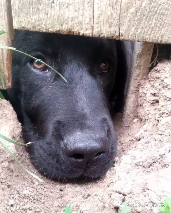 新闻 > 正文  看我忧郁的小眼神,你还不进来陪我玩儿吗?