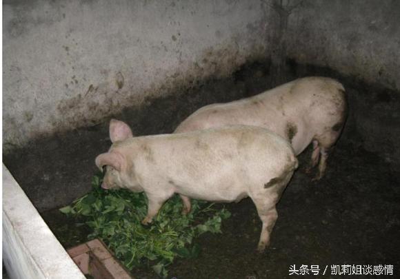 第一次去农村男友家,看到这样的厕所,我顿时恶心呕吐不止