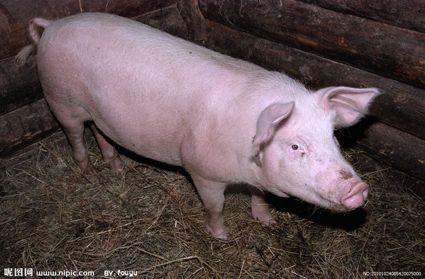 猪有多少颗牙齿