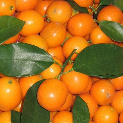 金橘叶和金桔叶有什么区别