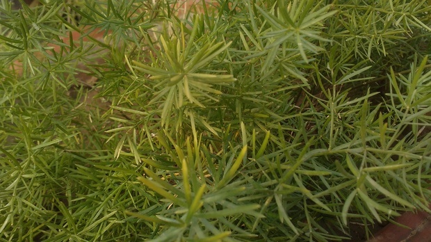 merr),别名:三百棒,武竹,丝冬,老虎尾巴根,天冬草,明天冬