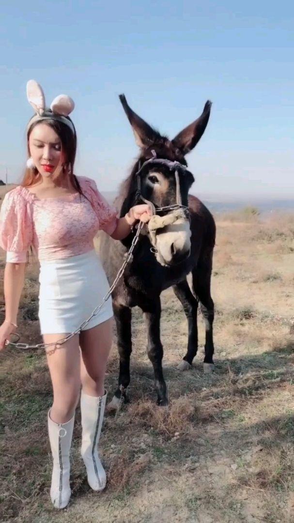 倔老汉与叫驴的故事