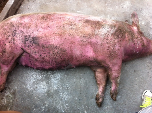 猪流感死亡症状图片图片