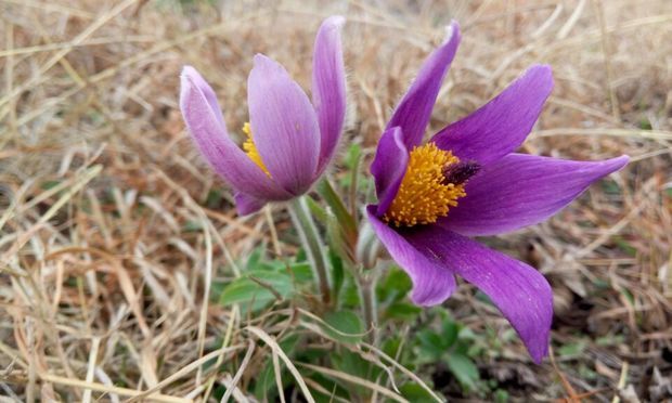 草本,别名有奈何草,粉乳草,白头草,老姑草,菊菊苗,老翁花,老冠花,猫