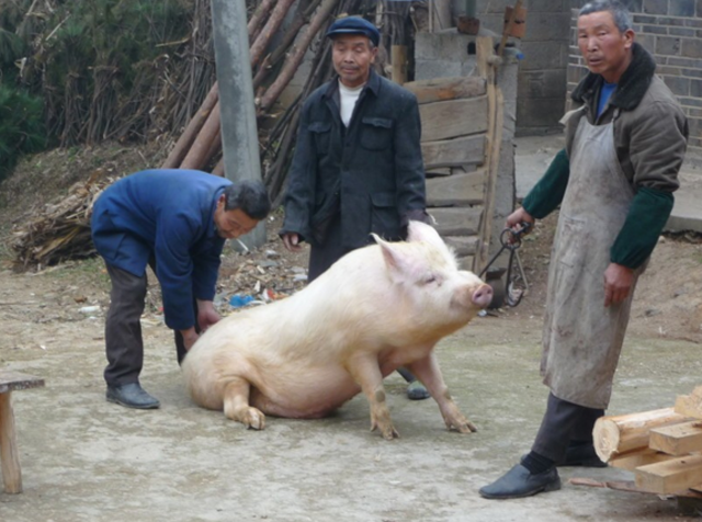 实拍屠户杀猪,他们靠杀猪赚钱养家,一辈子杀的猪数也数不过来