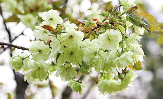 起了花瓣雨,早樱,紫叶李的花瓣随风飘落,搭配着进入盛花期的海棠,晚樱