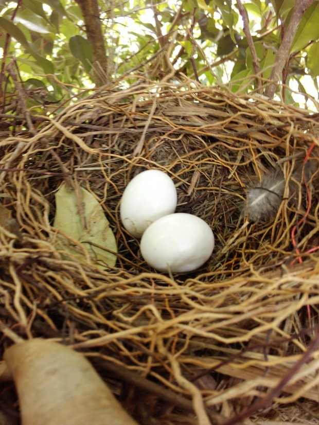 这是什么鸟的蛋,全白的