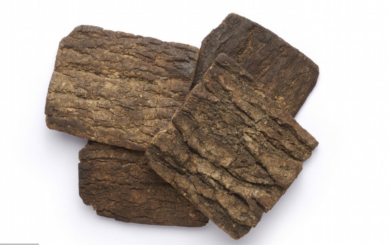 杜仲能治肾阳虚吗(杜仲补肾阳虚) - 医药经