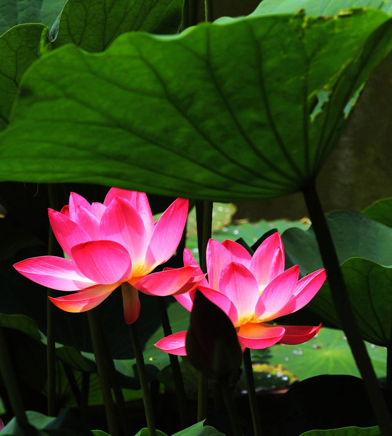 小荷叶作文网_荷叶小学生作文_荷叶<a href=http://www.16fw.com/sjcl/yxjs/ target=_blank class=infotextkey>优秀</a>作文