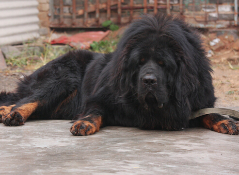 藏獒发狂连咬数人 更是导致主人猝死