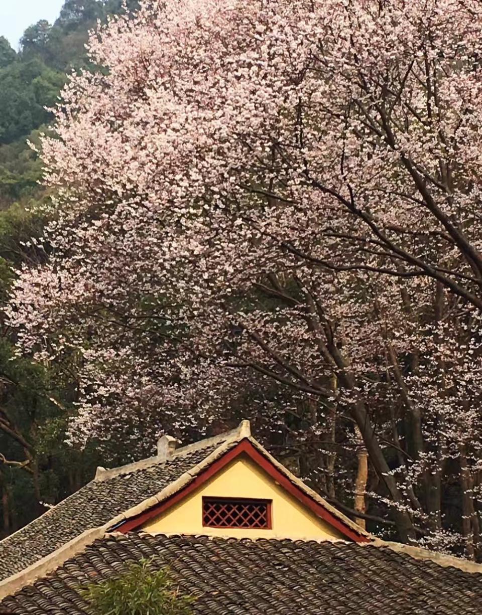 庐山方竹寺的樱花开的这么美,你还不去看看?