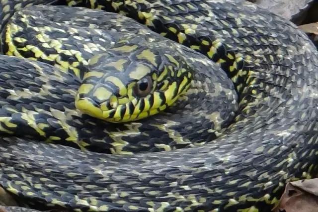 清明已过,蛇出没!这条打得过毒蛇的无毒蛇,你肯定见过