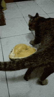 搞笑gif: 这非洲老婆真的不想要了, 基因太强大了!