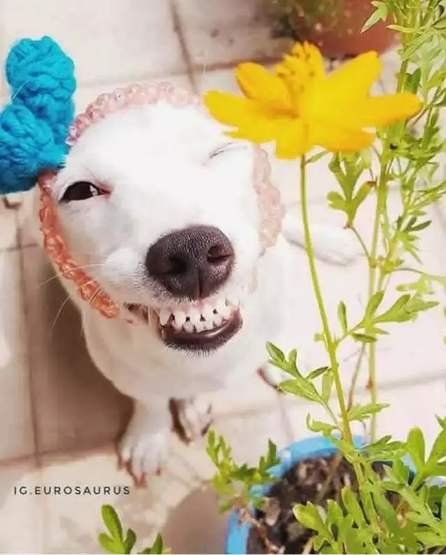 活捉一只网红狗,笑起来就像地主家的"傻儿子