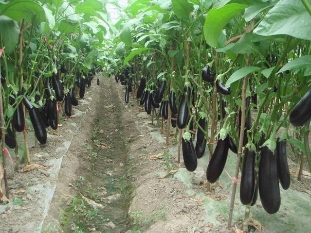 菜地里2毛钱黑色的它,很多人感觉恶心,晚上用点,一月斑点全无