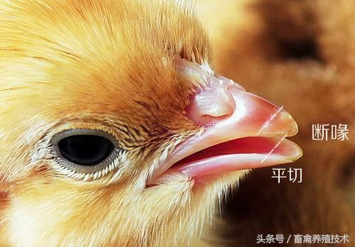 养鸡:给蛋鸡断喙,断趾,剪冠真的有必要吗?